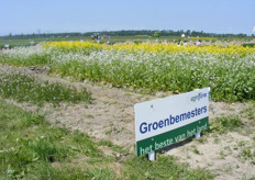 Groenbemesters