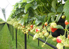 Er hangen nog veel aardbeien bij de stellingteelt