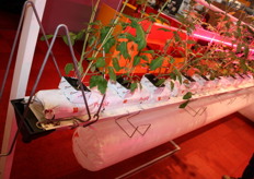 Leds boven de planten in de stand van Lek Habo