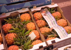 baby ananas