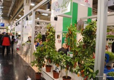 Tomatoes in the green sector of the fair