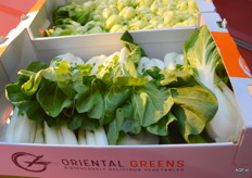 Oriental Greens Aziatische bladgroenten.