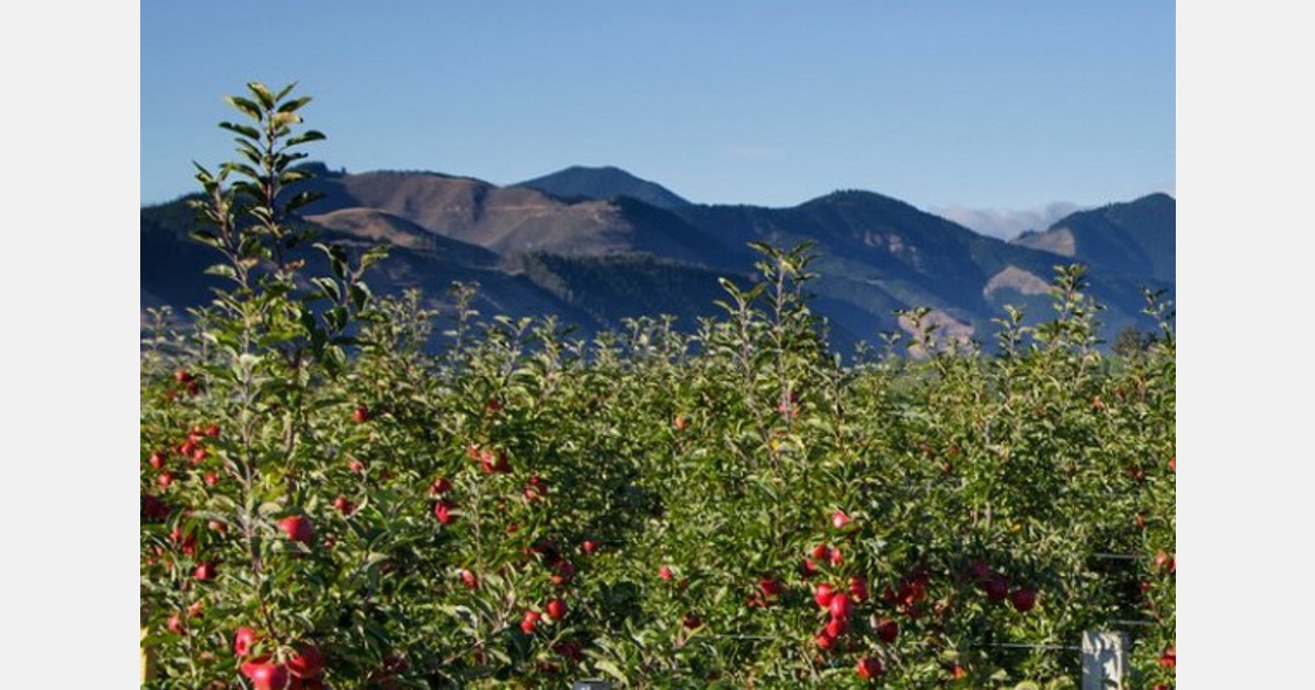 New Zealand expects a 12% larger fruit harvest