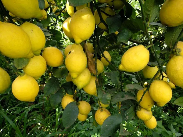 Spanje jaarrond citroenen aanbieden"