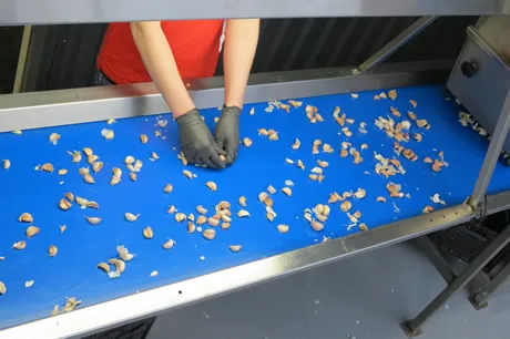 Revolutionair bladerdeeg calorie Garlic Solutions breekt knoflookbollen machinaal tot losse tenen in de schil